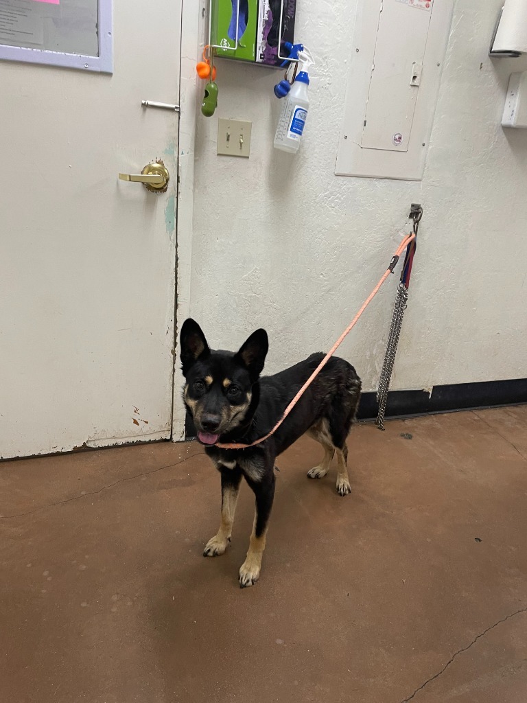 Radish, an adoptable Akita, Cattle Dog in Chico, CA, 95928 | Photo Image 2