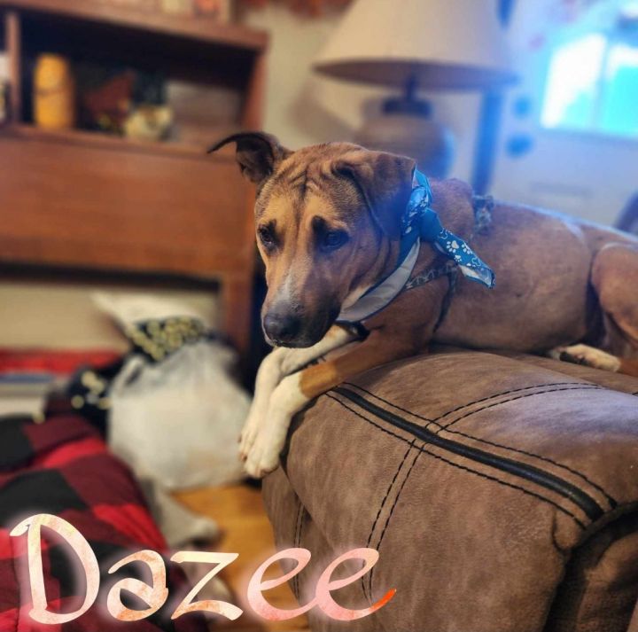 Dazee 1