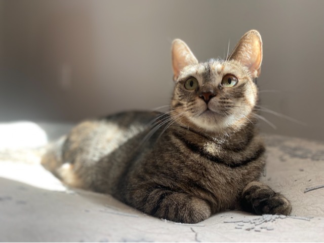 Sphinx23, an adoptable Domestic Short Hair in Youngsville, NC_image-1