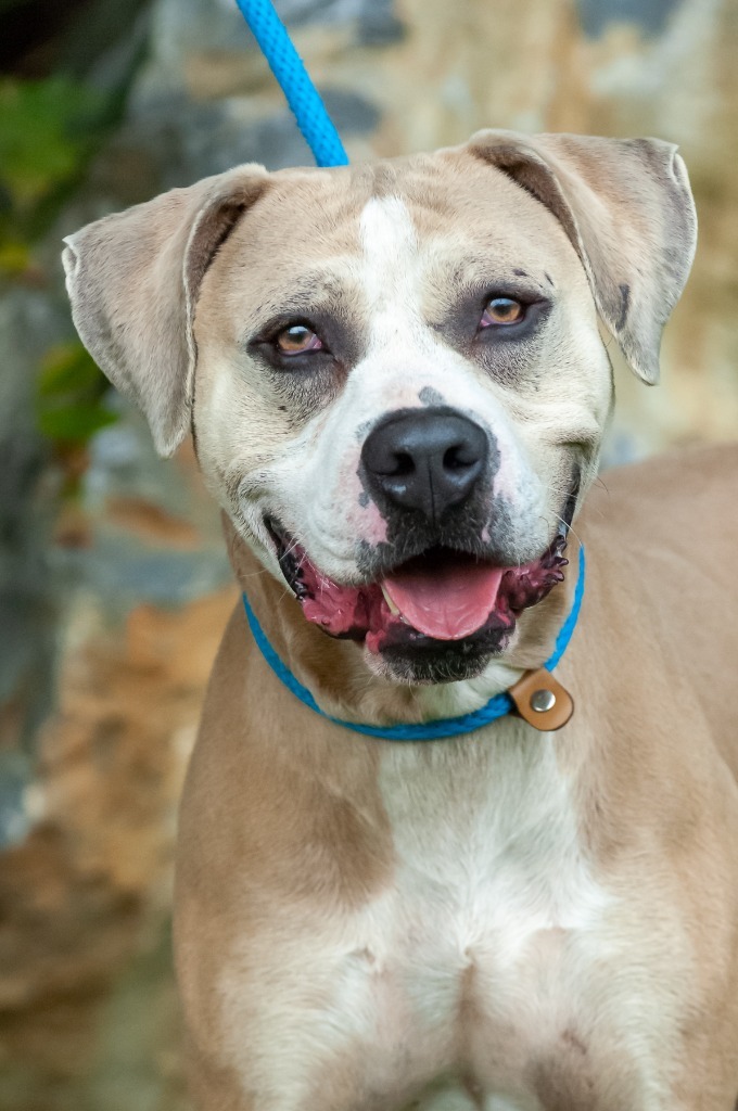 Ranger, an adoptable Pit Bull Terrier in Johnson City, TN_image-1