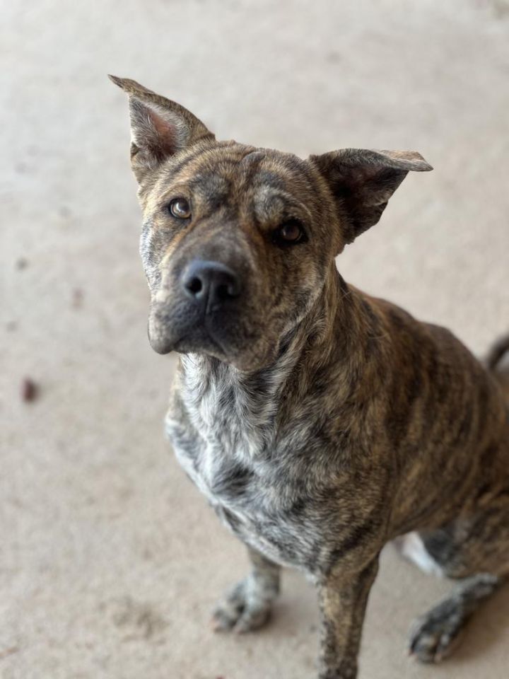 Juniper, an adoptable Mixed Breed in Duncan, OK_image-3