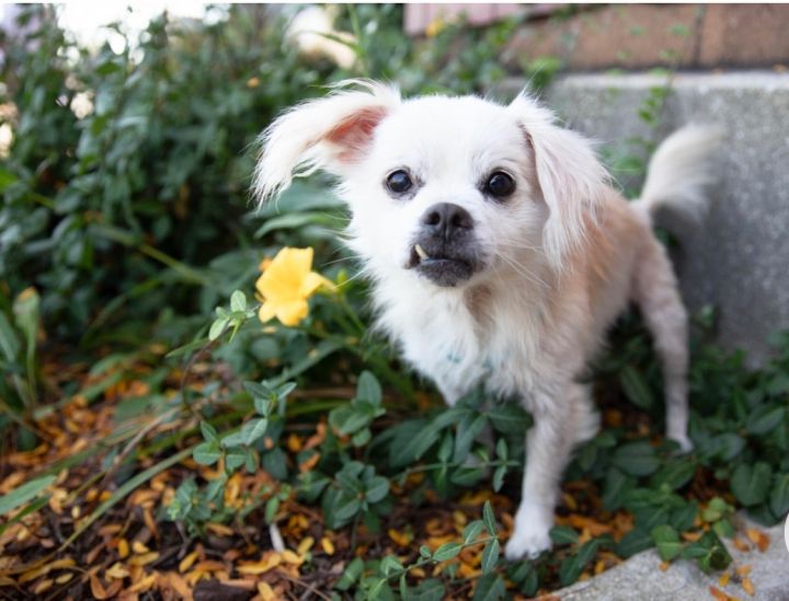 Oscar, an adoptable Pekingese & Pomeranian Mix in Mount Prospect, IL_image-4