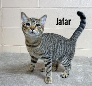 Jafar