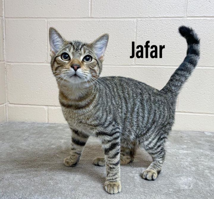 Jafar, an adoptable Domestic Short Hair in Clearfield, KY_image-1