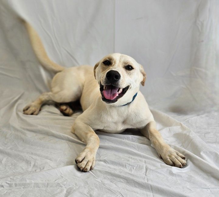 Scamp, an adoptable Labrador Retriever & Terrier Mix in Bloomfield, CT_image-2