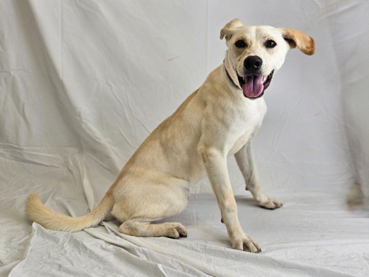 Scamp, an adoptable Labrador Retriever & Terrier Mix in Bloomfield, CT_image-3