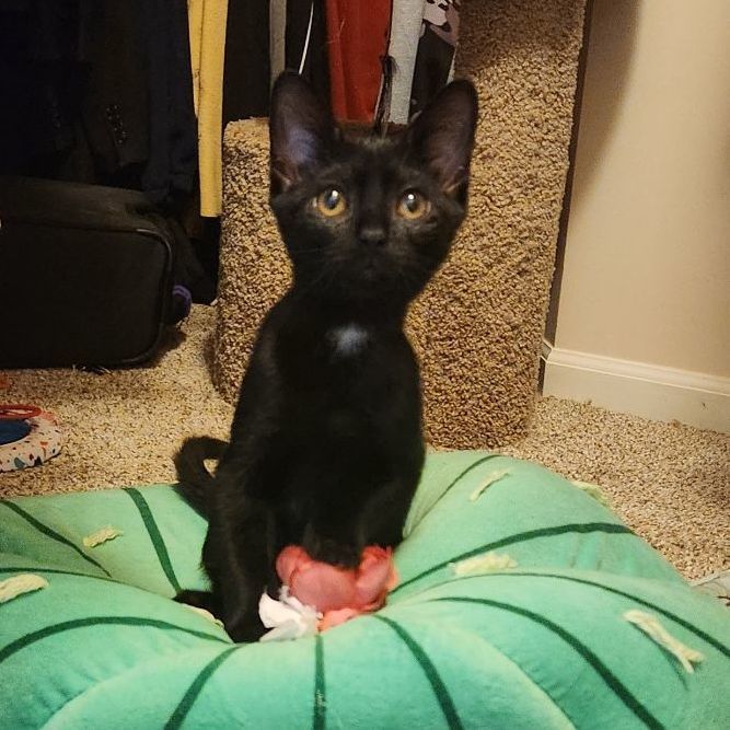 Little Raven *** Good with dogs, cats, kids *** ~ Adopted 9/24/23, an adopted Bombay & Domestic Short Hair Mix in Livonia, MI_image-1