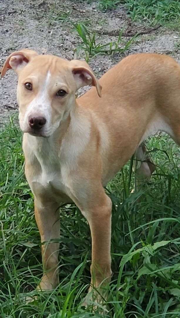 Dakota, an adoptable Labrador Retriever Mix in Saint Augustine, FL_image-1