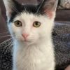 Mulan - Snuggle kitty 