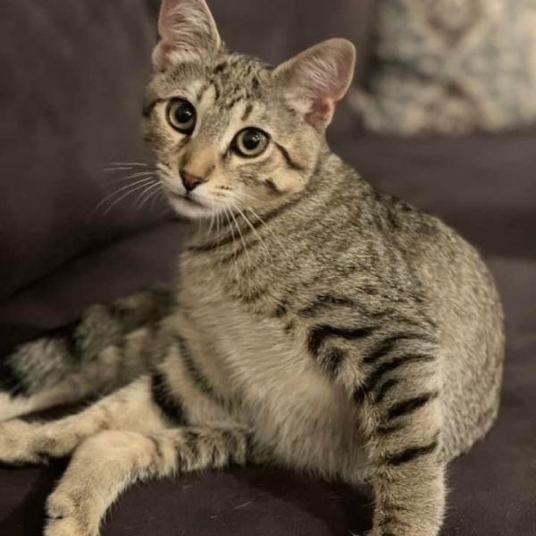 Tinkerbell - Loves to cuddle