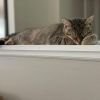 Tinkerbell - Loves to cuddle