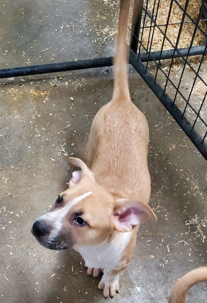 Dog for adoption Dunn, a Pit Bull Terrier & German Shepherd Dog Mix