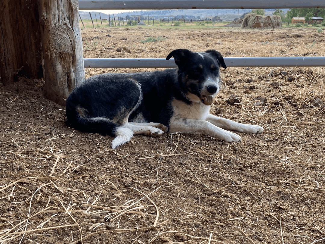 Willow, an adoptable Border Collie in Bend, OR, 97702 | Photo Image 2