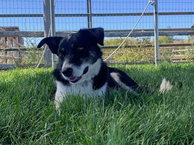 Willow, an adoptable Border Collie in Bend, OR, 97702 | Photo Image 1