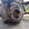 Maggie photo 1