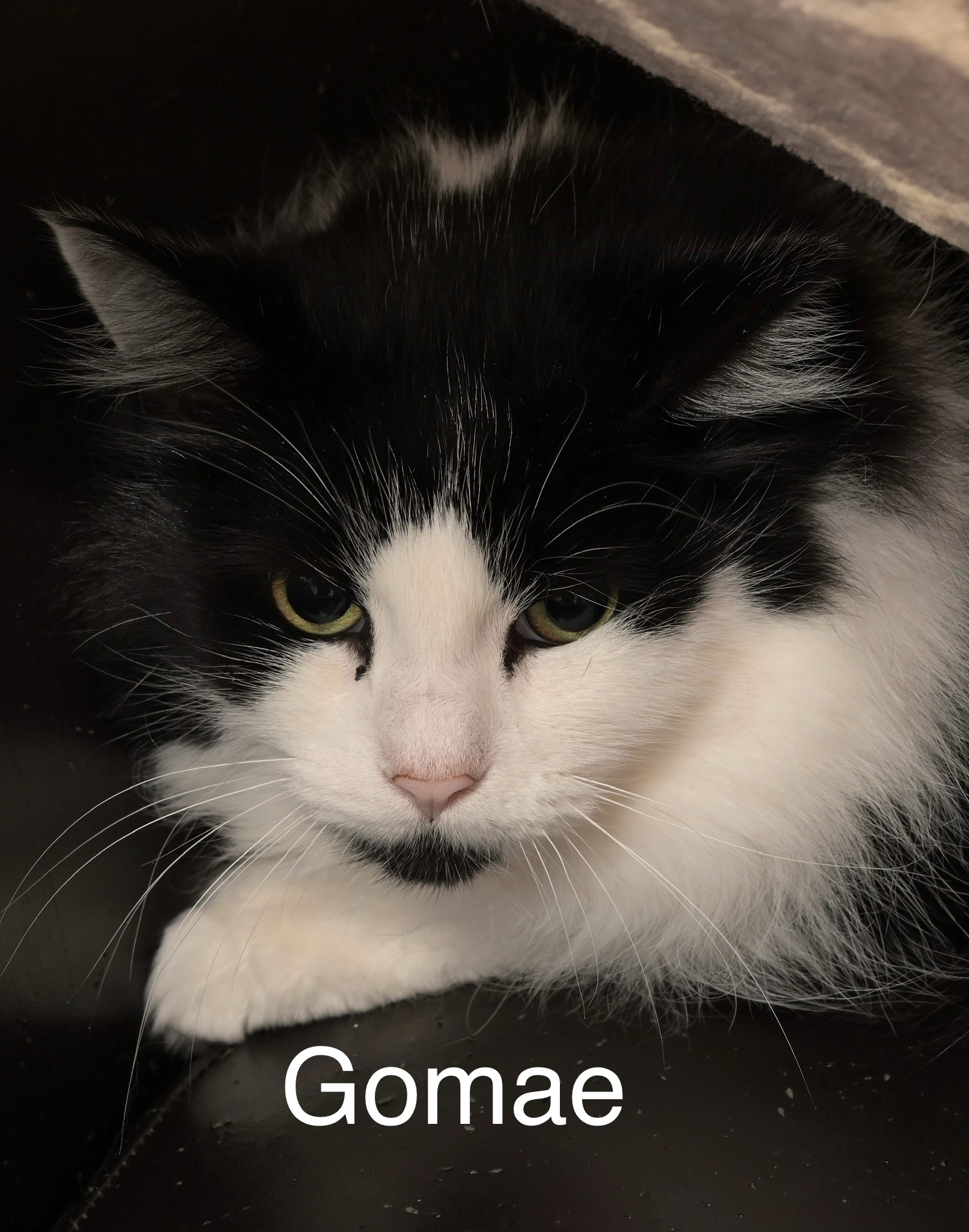 Gomae, an adoptable Domestic Short Hair in Chilliwack, BC, V2P 6H3 | Photo Image 1