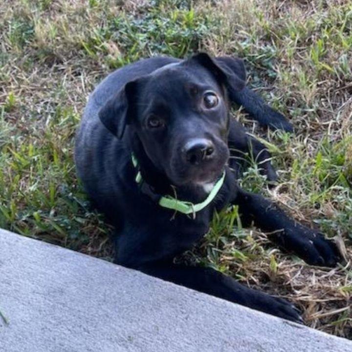 Brody, an adoptable Patterdale Terrier / Fell Terrier & Labrador Retriever Mix in Appleton, WI_image-3