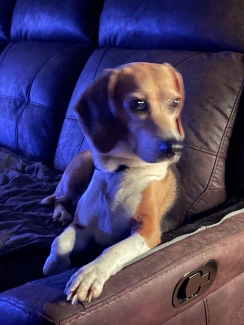 Angel, an adopted Beagle in Mechanic Falls, ME_image-1