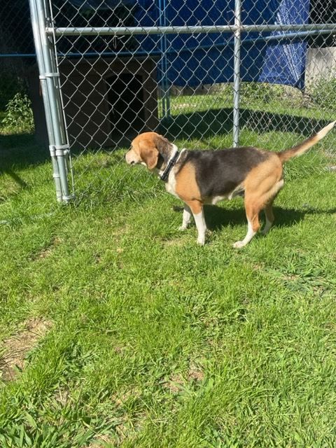 Angel, an adopted Beagle in Mechanic Falls, ME_image-5