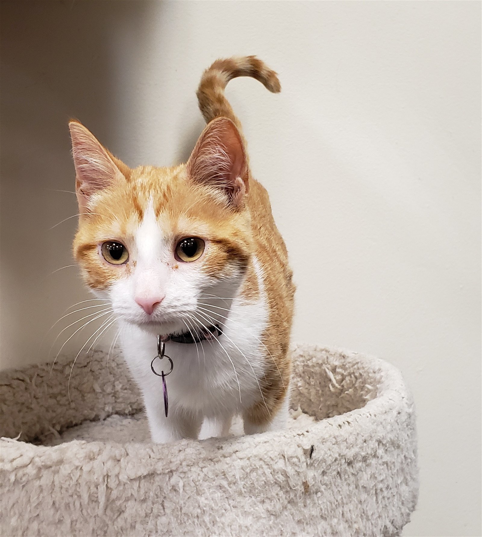 Pammie, an adoptable Domestic Short Hair in Montello, WI, 53949 | Photo Image 3