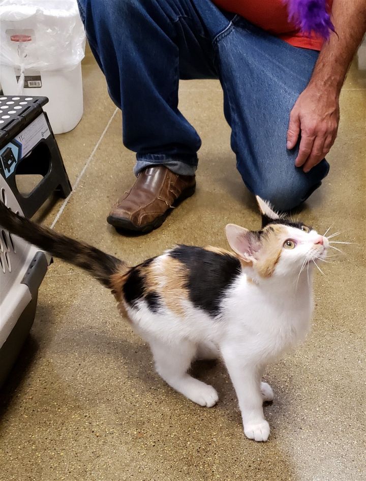 Whisper, an adoptable Domestic Short Hair & Calico Mix in Montello, WI_image-3
