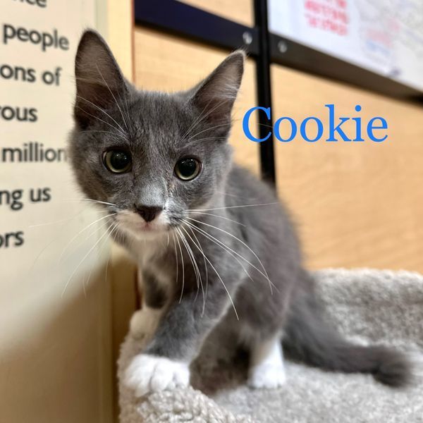 Cookie, an adoptable Domestic Short Hair in Queen Creek, AZ_image-1