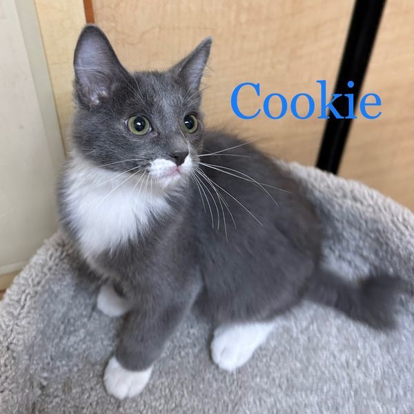 Cookie 3