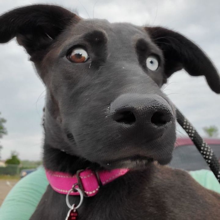 Azure , an adoptable Labrador Retriever & Husky Mix in Farmington, MN_image-1