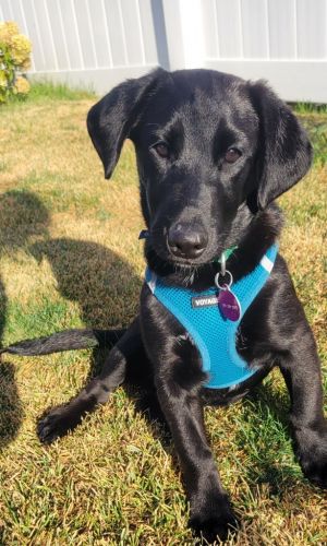 Kabob--In Foster***ADOPTION PENDING***