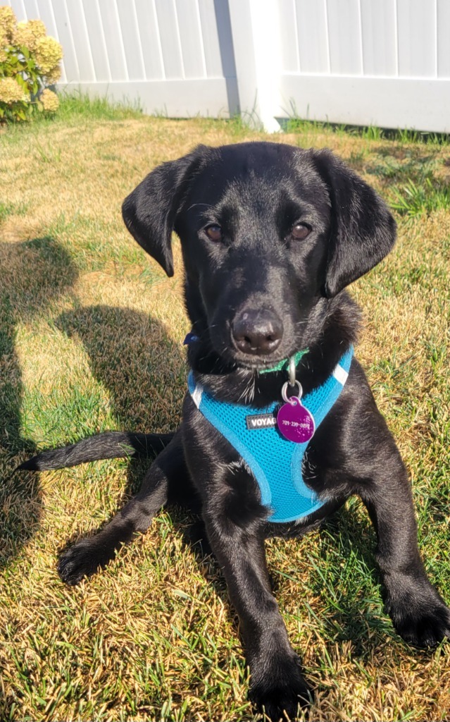 Kabob--In Foster***ADOPTION PENDING*** 3