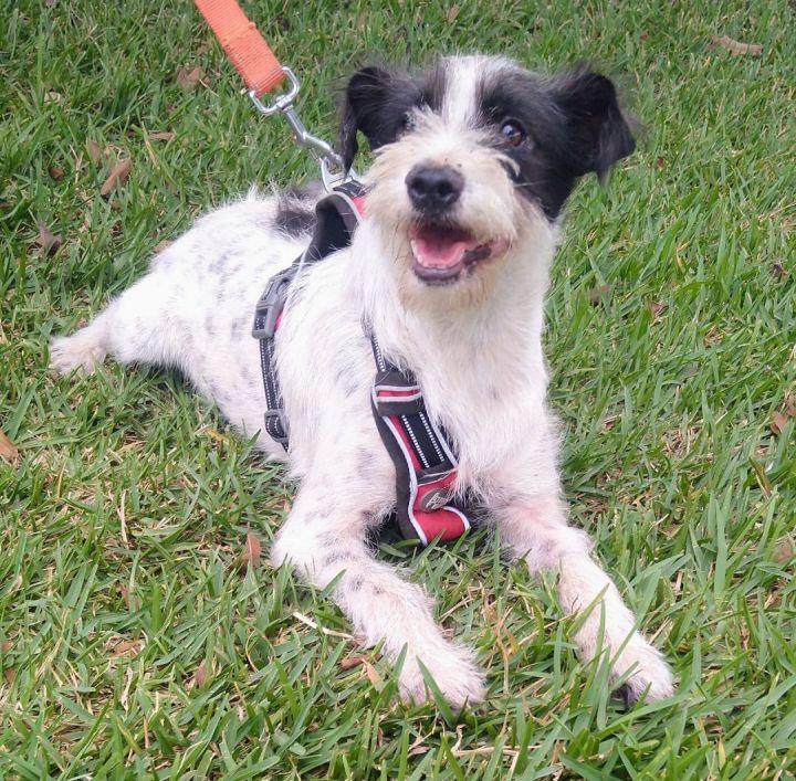 Toy, an adoptable Terrier Mix in San Diego, CA_image-1