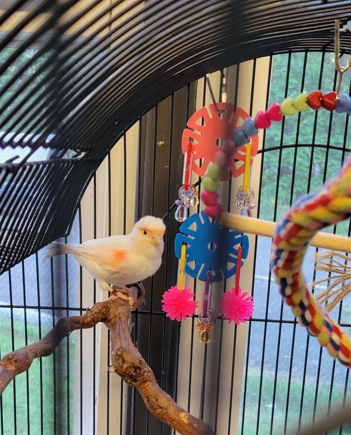 Tulip, an adoptable Canary in Hightstown, NJ_image-2