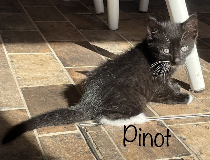 Pinot, an adoptable Domestic Short Hair Mix in St. Cloud, MN_image-1