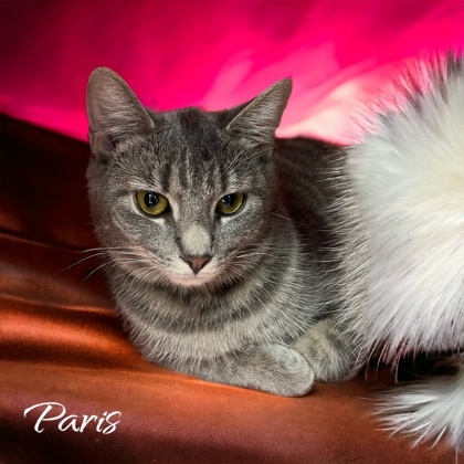 Paris, an adoptable Domestic Short Hair in Cumberland, MD_image-1