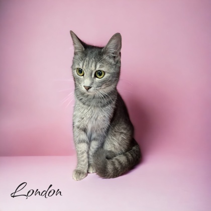 London, an adoptable Domestic Short Hair in Cumberland, MD_image-1