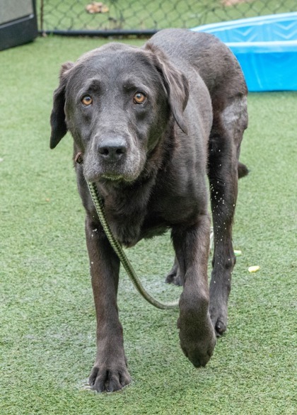 Dog for adoption - Tucker, a Mixed Breed in West Chester, PA