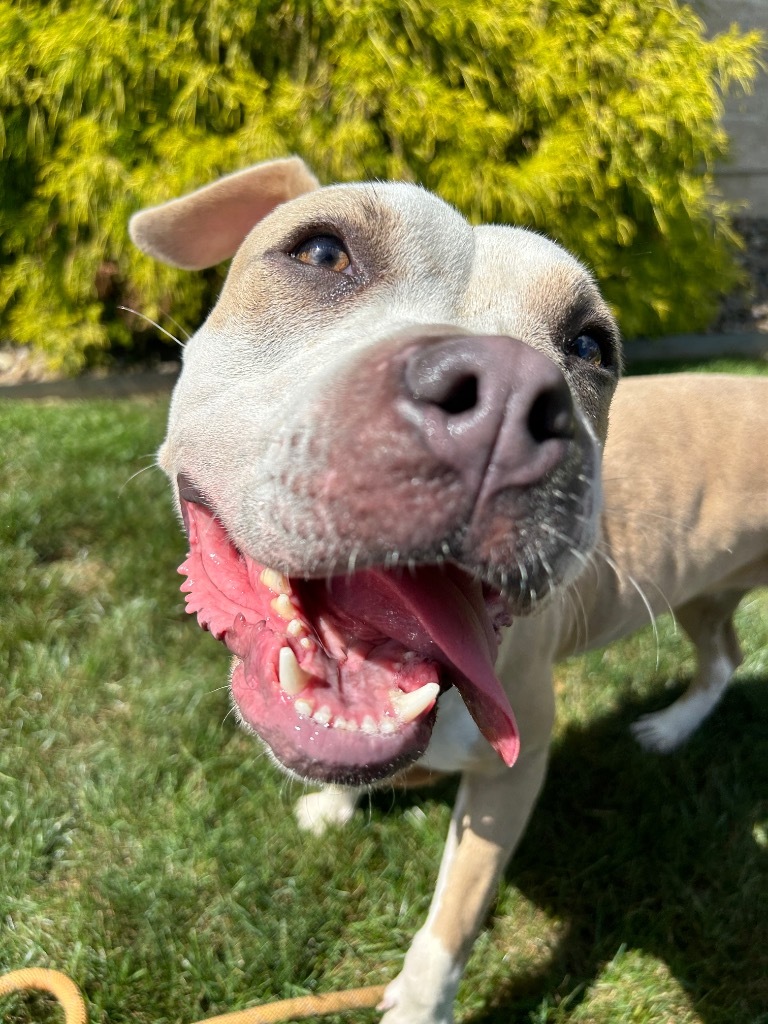 KOHL'S, an adoptable Terrier in Wintersville, OH, 43952 | Photo Image 2