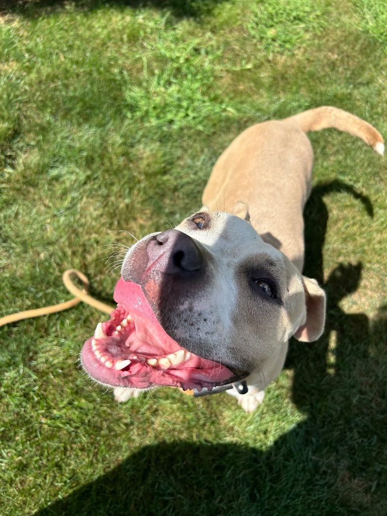 KOHL'S, an adoptable Terrier in Wintersville, OH, 43952 | Photo Image 3