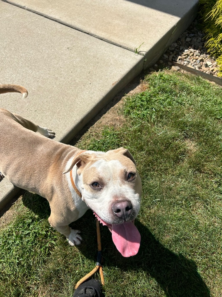 KOHL'S, an adoptable Terrier in Wintersville, OH, 43952 | Photo Image 4