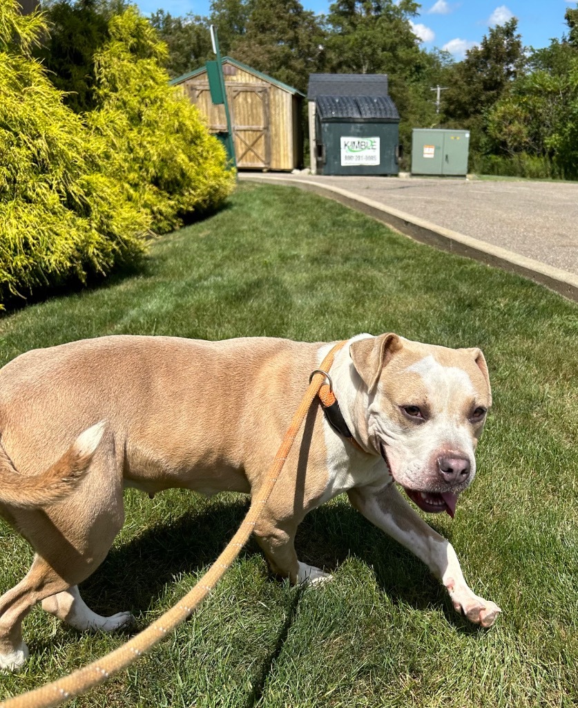KOHL'S, an adoptable Terrier in Wintersville, OH, 43952 | Photo Image 5