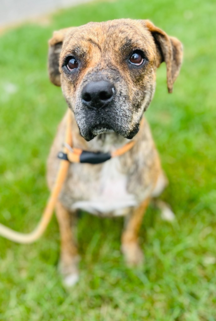 DESTINY, an adoptable Boxer in Wintersville, OH_image-3
