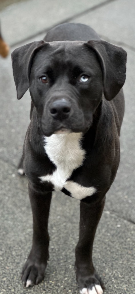 Troy, an adoptable Mastiff, Pit Bull Terrier in Brookings, OR, 97415 | Photo Image 4