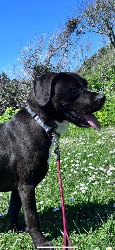 Troy, an adoptable Mastiff, Pit Bull Terrier in Brookings, OR, 97415 | Photo Image 6