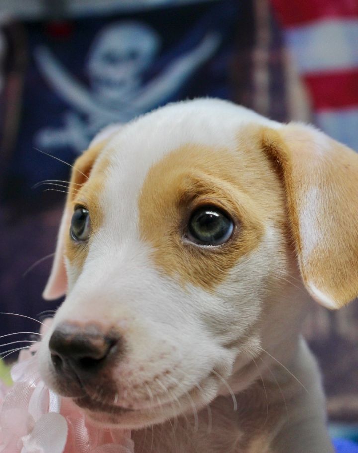 Birdie, an adopted Beagle Mix in Sevierville, TN_image-3