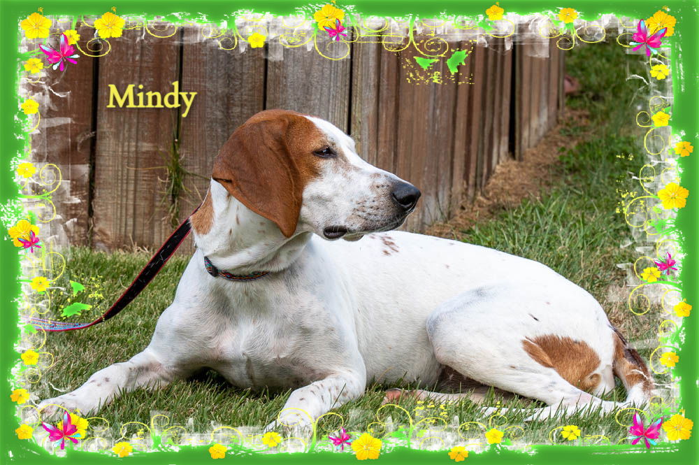 Mindy, an adoptable Hound in New Castle, DE, 19720 | Photo Image 1
