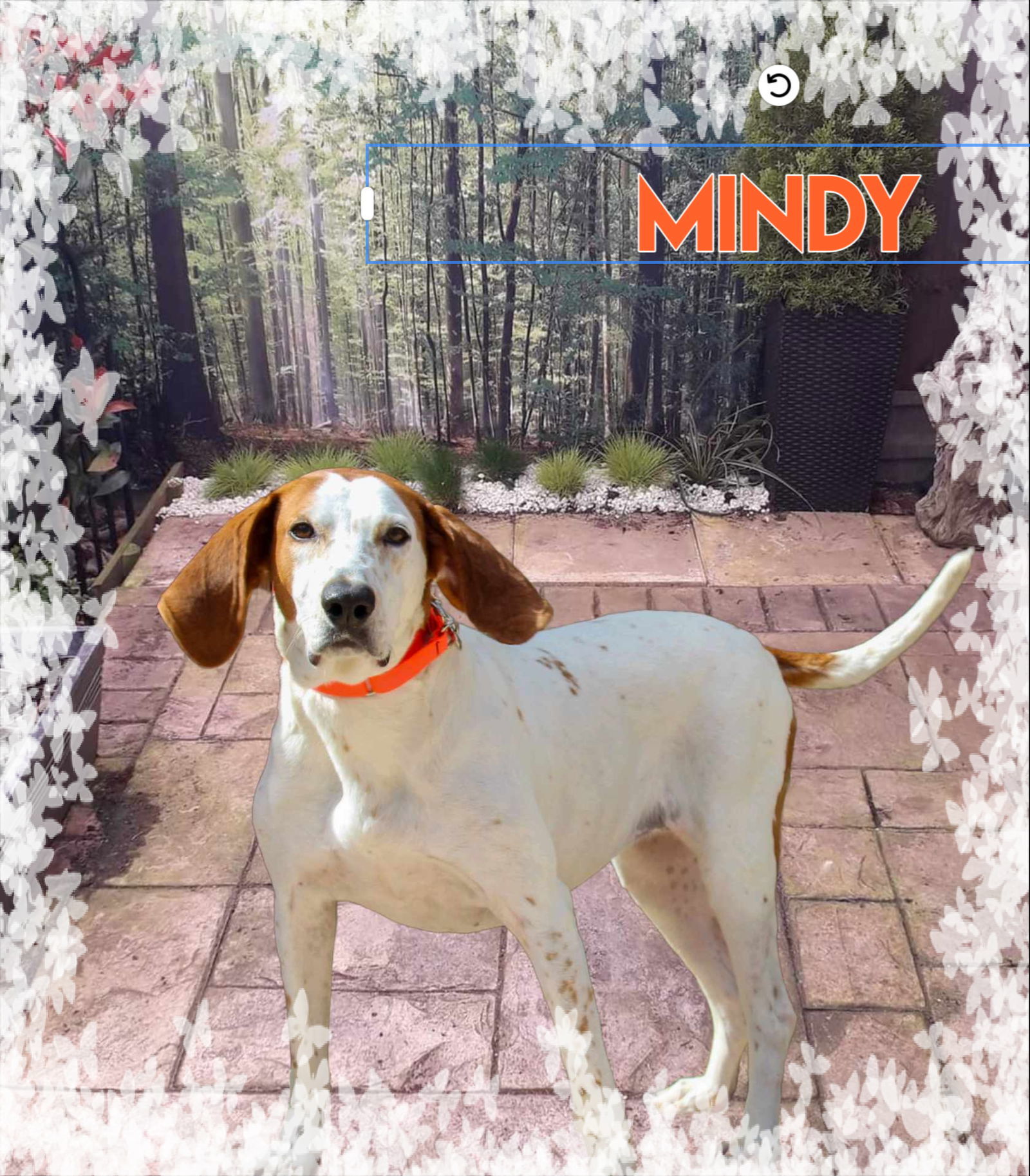 Mindy, an adoptable Hound in New Castle, DE, 19720 | Photo Image 3