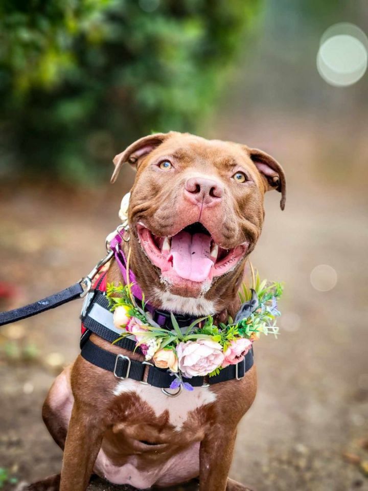 Bianca, an adoptable American Staffordshire Terrier & Pit Bull Terrier Mix in Temecula, CA_image-1