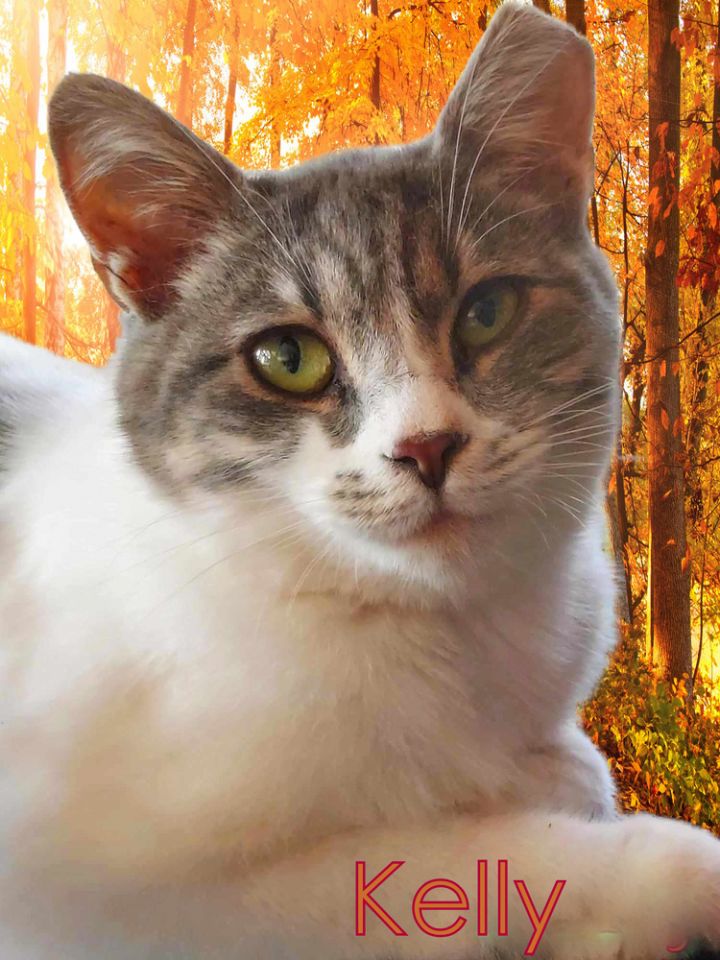 Cat for adoption - Kelly *older kitten*, a Domestic Short Hair in ...