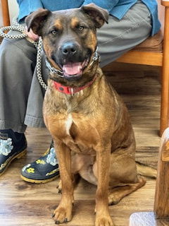 Ranger, an adoptable Pit Bull Terrier, Australian Cattle Dog / Blue Heeler in Polson, MT, 59860 | Photo Image 1