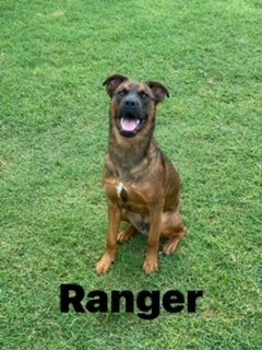 Ranger, an adoptable Pit Bull Terrier, Australian Cattle Dog / Blue Heeler in Polson, MT, 59860 | Photo Image 2